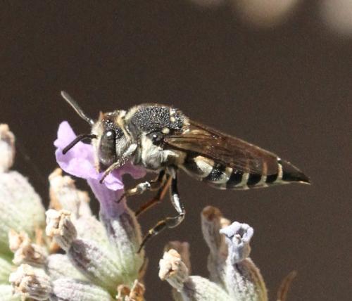 Réf. 197 093 : Coelioxys sp.